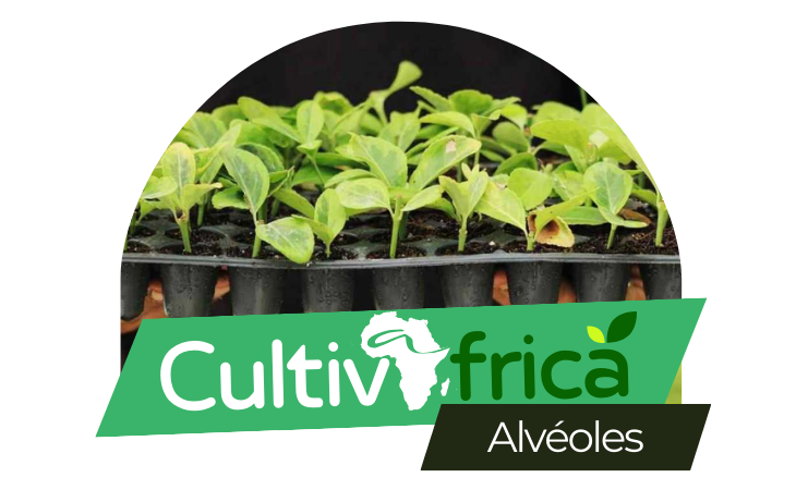 Découvrez notre gamme d'alvéoles agricoles, des solutions innovantes pour une gestion optimale de vos cultures. Des produits de qualité supérieure conçus pour maximiser le rendement et la santé de vos plantes. Transformez votre exploitation avec nos alvéoles, synonymes de croissance et de succès.