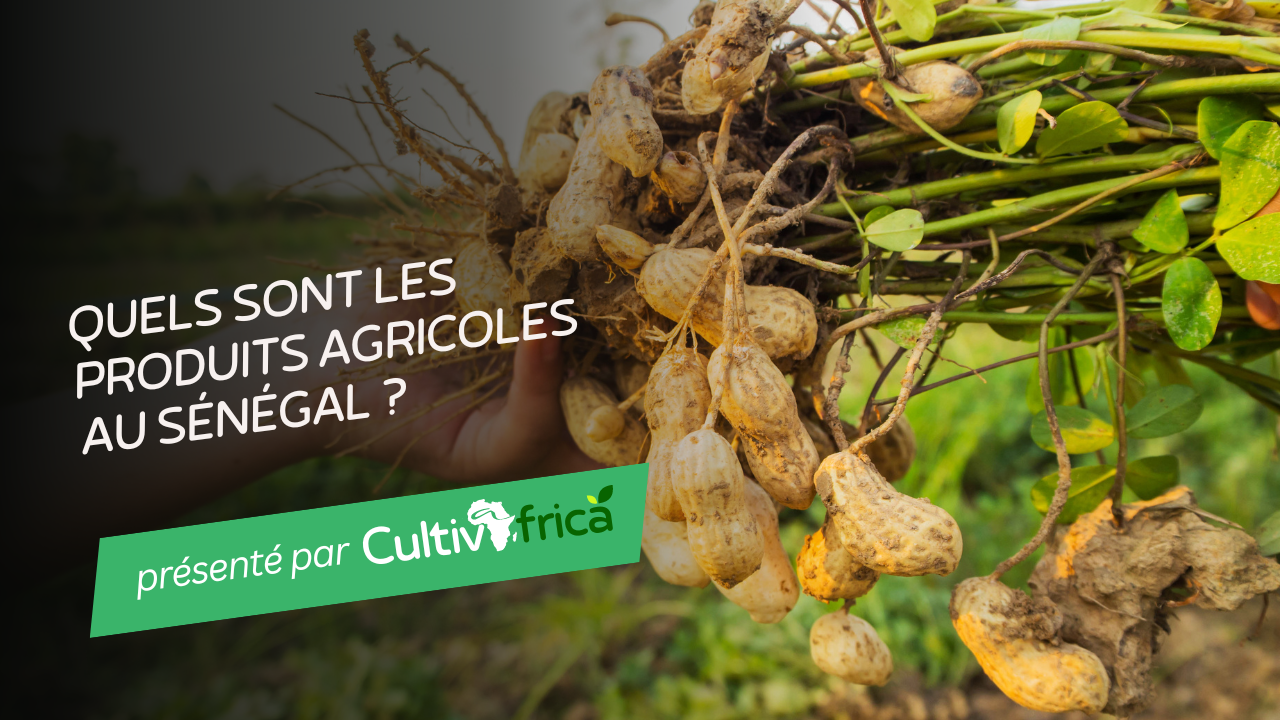 Quels sont les produits agricoles au Sénégal ?