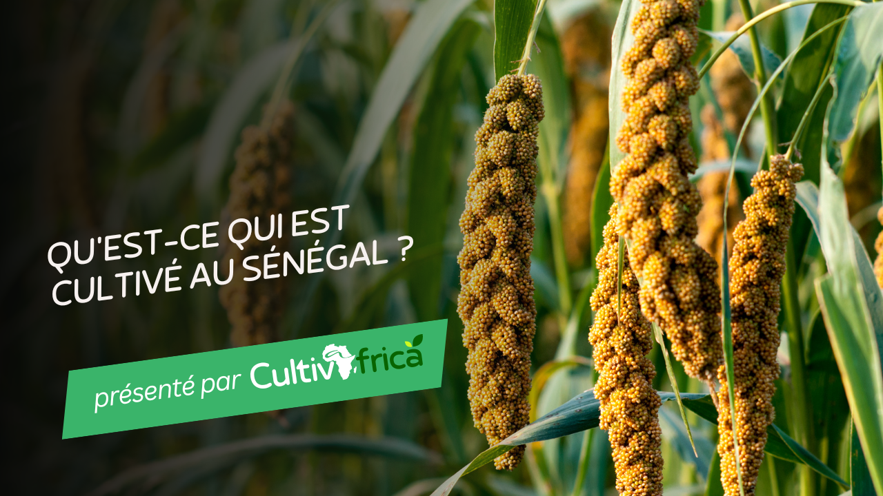 Explorez les cultures variées cultivées au Sénégal, des céréales comme le mil et le riz aux fruits tropicaux tels que la mangue et la banane.